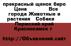 прекрасный щенок биро › Цена ­ 20 000 - Все города Животные и растения » Собаки   . Пермский край,Краснокамск г.